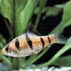 Barbo tigre per acquari con acqua dolce