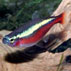 Pesce neon cardinale da acqua dolce