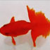 Pesce rosso varietà Tosakin
